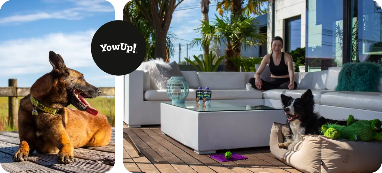 Animales Yowup! | Digma