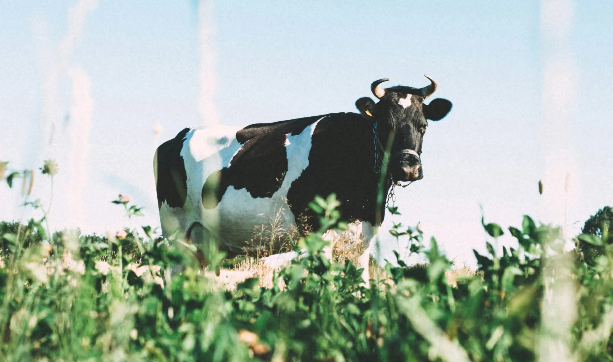 Proyecto Pro A2 Health - Digma digital